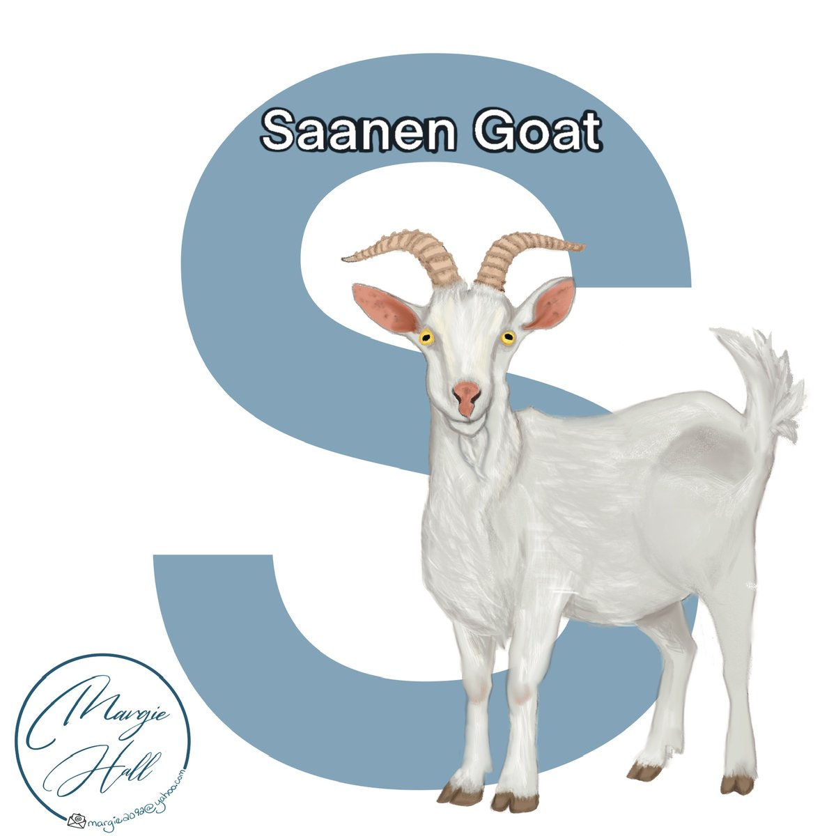 S is for  Saanen Goat

<a href="/AnimalAlphabets/">Animal Alphabets</a> @animalalphab #AnimalAlphabets  
#margie2092
