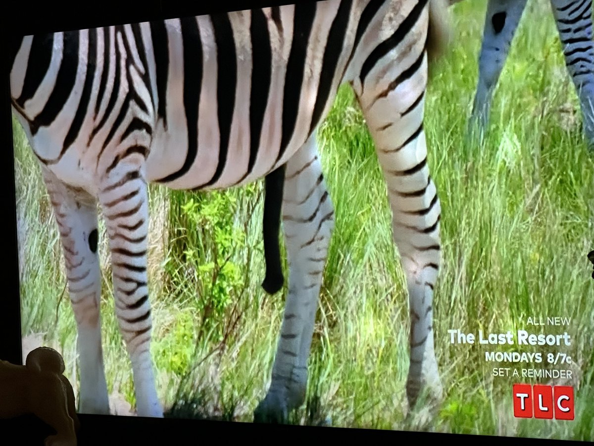 Wallflower2u's tweet photo. Umm 😳
So SUNNY is HUNG like a ZEBRA?!?!
I guess it’s better than being HUNG like an ANT 🐜 🤣
#90dayfiancebeforethe90days
#90DayFiance #90DayFianceB90
@90DayFiance @TLC #TLC
#ZebraDong 🤣#WTF #Sunny #Veah https://t.co/Cfh5O3vZqn