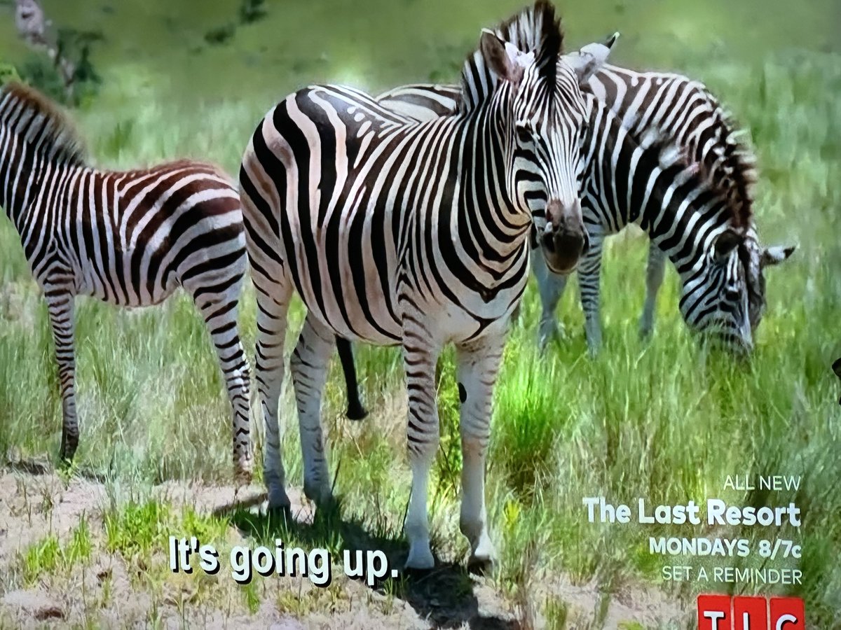 Wallflower2u's tweet photo. Umm 😳
So SUNNY is HUNG like a ZEBRA?!?!
I guess it’s better than being HUNG like an ANT 🐜 🤣
#90dayfiancebeforethe90days
#90DayFiance #90DayFianceB90
@90DayFiance @TLC #TLC
#ZebraDong 🤣#WTF #Sunny #Veah https://t.co/Cfh5O3vZqn