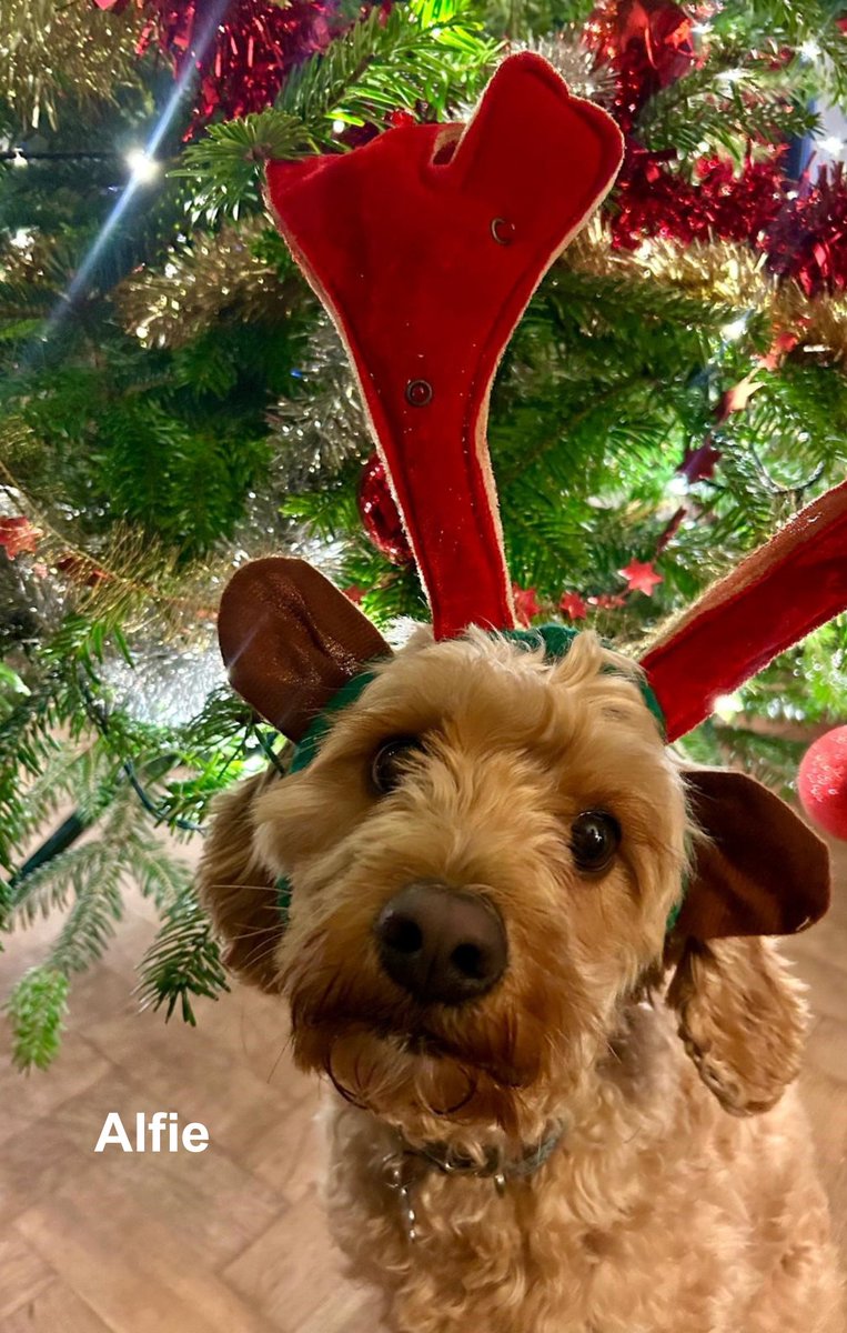 We're bringing back our annual festive pet competition!
🎄 Our staff have shared pictures of their pets dressed in their best festive attire.  

Who gets your vote? Check out some of the entries below 🤩