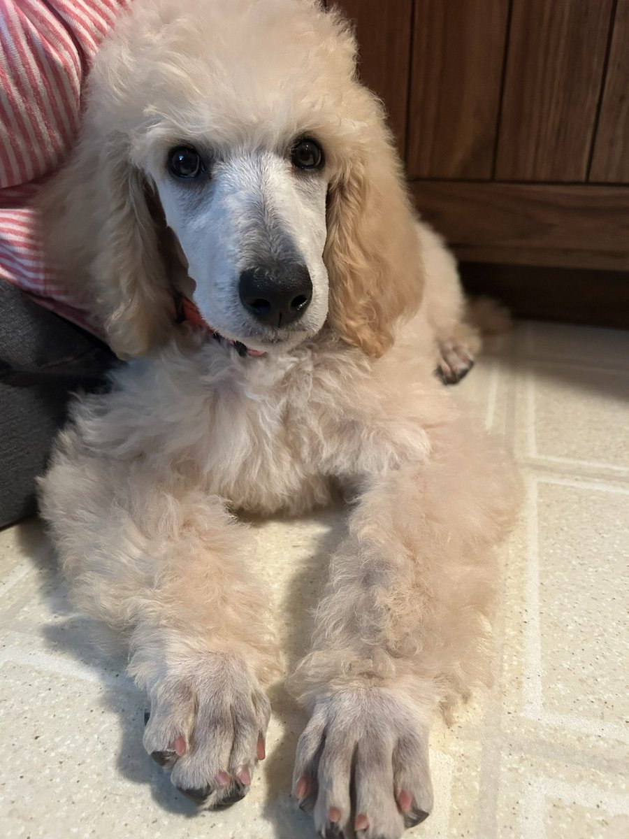 GarofaloWX's tweet photo. 🐾December 9🐾
I am thankful for the new addition to our family!
My mom adopted a standard poodle puppy, Isabella, or we call her Izzy for short.
Pets are such a blessing, and I look forward to visiting her and watching her from time to time ☺️
#25daysofgratitude https://t.co/Y5XJj5uvTZ