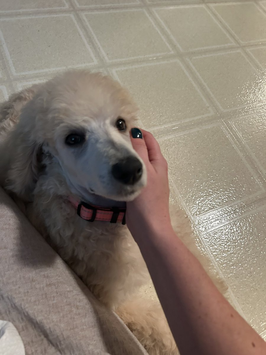 GarofaloWX's tweet photo. 🐾December 9🐾
I am thankful for the new addition to our family!
My mom adopted a standard poodle puppy, Isabella, or we call her Izzy for short.
Pets are such a blessing, and I look forward to visiting her and watching her from time to time ☺️
#25daysofgratitude https://t.co/Y5XJj5uvTZ