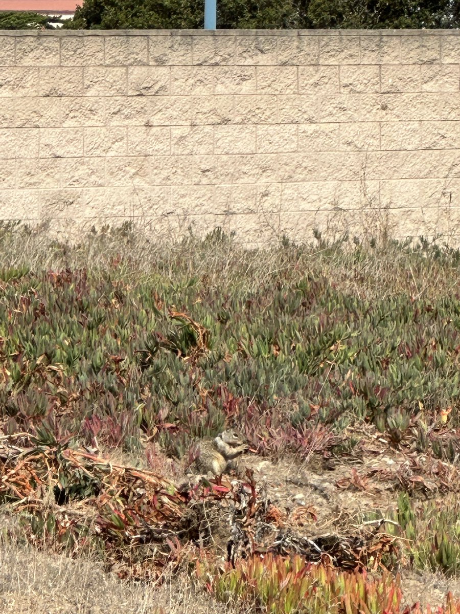 Spot the Camouflaged Squirrels! If you were a predator searching for squirrels, could you spot them? Comment below and let us know how many you found 🐿🐿 #AnimalBehavior #publicoutreach #scienceeducation #squirrelnet #stemsquirrels #education