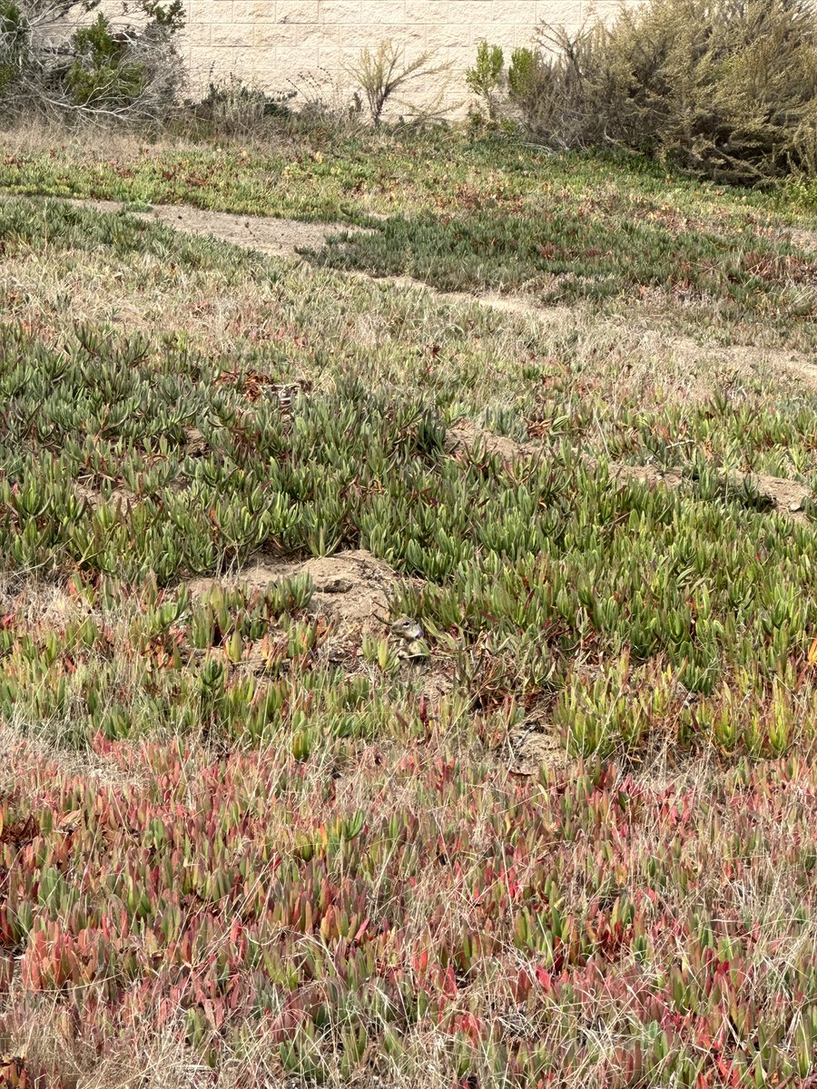 STEMSquirrels's tweet photo. Spot the Camouflaged Squirrels! If you were a predator searching for squirrels, could you spot them? Comment below and let us know how many you found 🐿🐿 #AnimalBehavior #publicoutreach #scienceeducation #squirrelnet #stemsquirrels #education https://t.co/e8rkSLlvc7