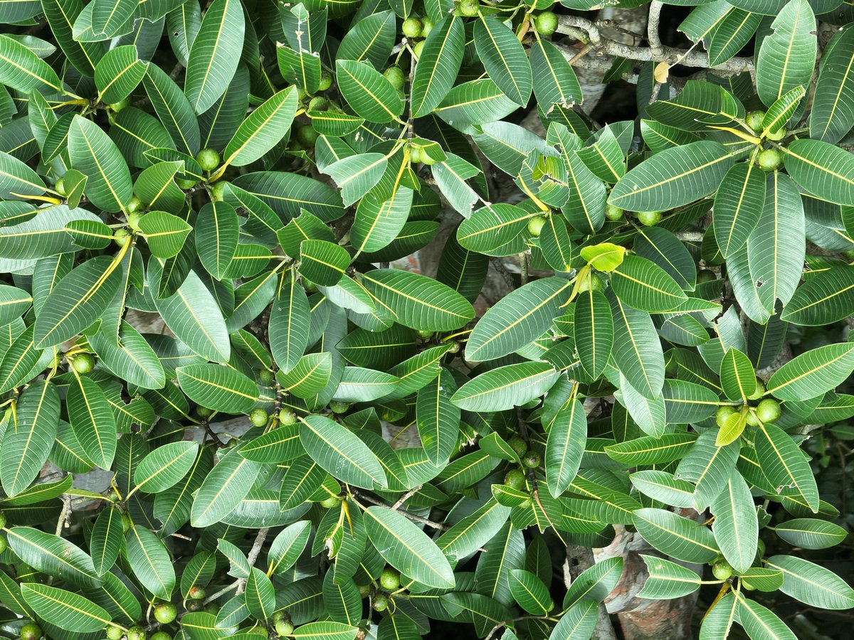 Plant Functional Ecology Lab tweet media