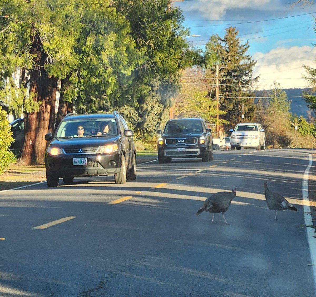 Assuming the turkey's crossed the road because they followed the chicken?