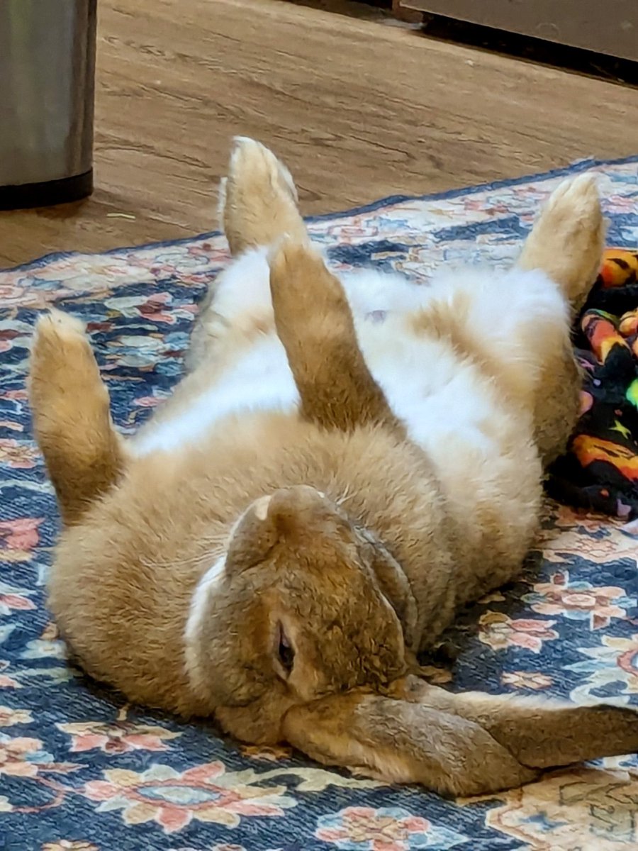 Happy Monday from Radagast 😂