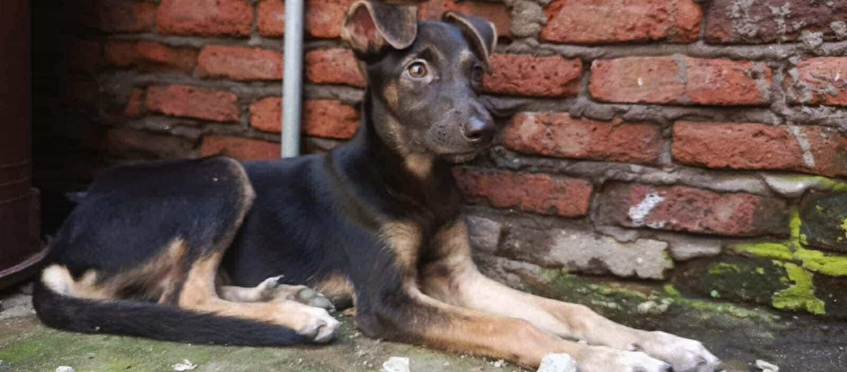 AlertaMePerdi's tweet photo. #PERDIDO #GUAYAQUIL
Nombre: #PECHICHE
Fecha: 09/12/24
Sector: Sur, Portete y Esmeraldas
Sexo: Macho
Raza: Mestizo
Obsv.: Negro con la manchas blancas en patas y en las patas trasera una uña de más
Contacto: 0978726556
¡Ayúdalo a volver con su familia!
#AlertaMePerdí https://t.co/V9EX8iYlrz