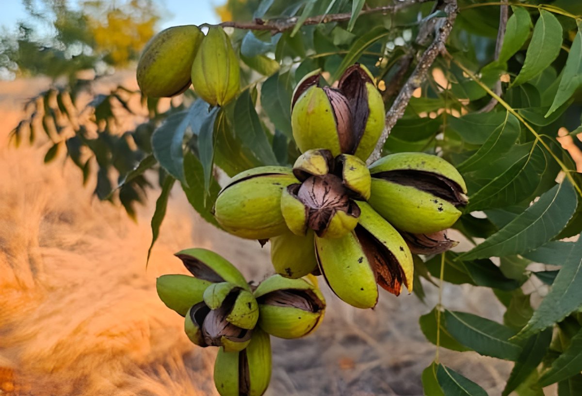 pecanicultura's tweet photo. Pecanicultura celebra autorização de uso de 25 ativos para controle de pragas doenças nos pomares

São produtos para manejo fitossanitário de pomares de pecan, atendendo solicitações feitas desde 2018

https://t.co/VK2q30z3Hh https://t.co/gCaDo9Q683