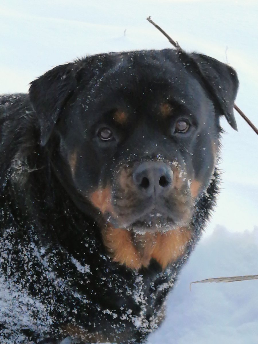 JamesLe28908935's tweet photo. Hi it's me Daisy!! This is what I look like right before the Snowweiler Shenanigans Commence ๐คฃโ๏ธ๐คฃโ๏ธ๐คฃโ๏ธ๐พโ๏ธ๐พโ๏ธ๐ผ๐ฉทโ๏ธSnow Day!!!!!! โ๏ธโ๏ธโ๏ธ#Daisy #Snowweiler #MondayVibes #MondayMotivaton #everydayalittlefun #Rottweiler #Dog'sAreFamily https://t.co/vkkE0M2ZjA