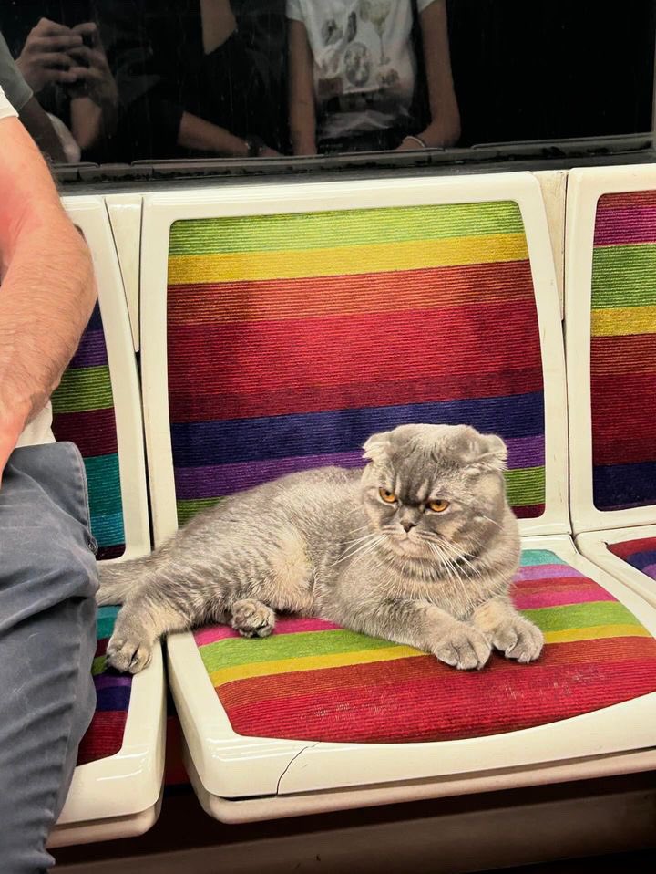 Huntersavant's tweet image. 🚨 ALERTE un an plus tard j’ai recroisé ce chat !

C’est une dinguerie comment un an de metro parisien ça l’a rendu aigri