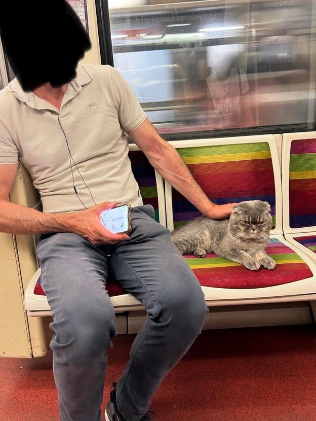 Huntersavant's tweet image. 🚨 ALERTE un an plus tard j’ai recroisé ce chat !

C’est une dinguerie comment un an de metro parisien ça l’a rendu aigri