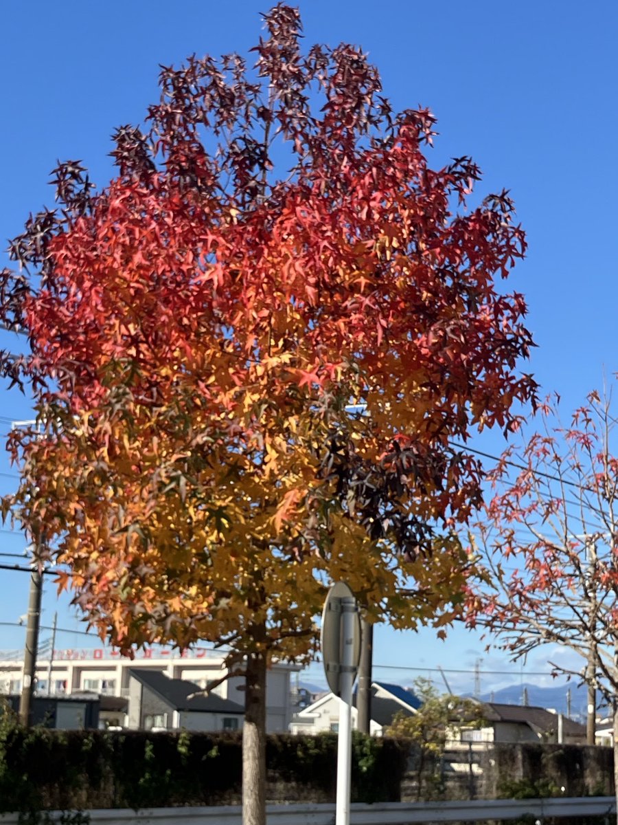 mandolinbum's tweet image. 南武線近くのモミジバフウ。てっぺんから少しずつ紅葉が移動しているのがわかる。