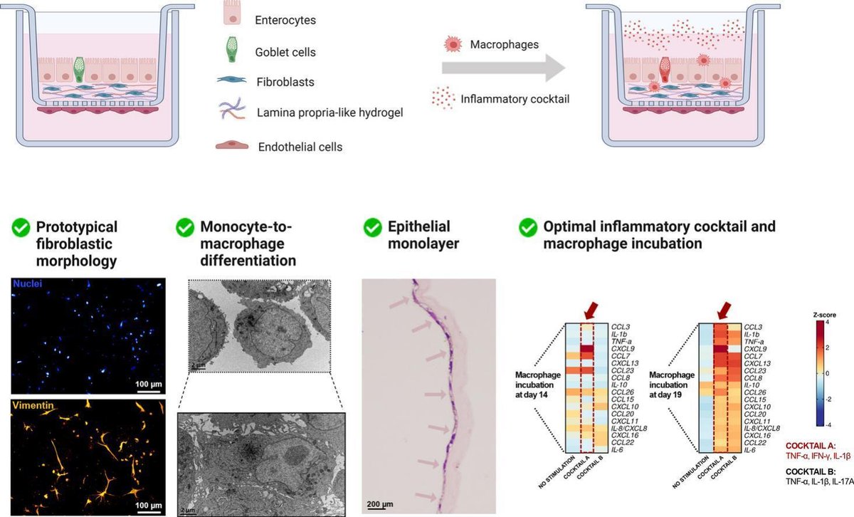 Establishment of a 3D multi-layered in vitro model of inflammatory bowel disease.
| Bruno Sarmento <a href="/i3S_UPorto/">i3S-Instituto de Investigação e Inovação em Saúde</a> | <a href="/brunocsarmento/">Bruno Sarmento</a>  <a href="/CRS_SPLC/">CRS Spanish Portuguese Local Chapter</a> 
[50 days' free access]
#3Dmodel #collagen #alginate #InflammatoryBowelDisease
kwnsfk27.r.eu-west-1.awstrack.me/L0/https:%2F%2…