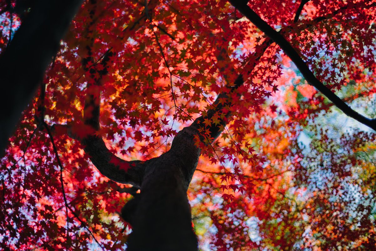 takcam2755's tweet photo. 見上げる紅葉 https://t.co/7Xl531P0HH