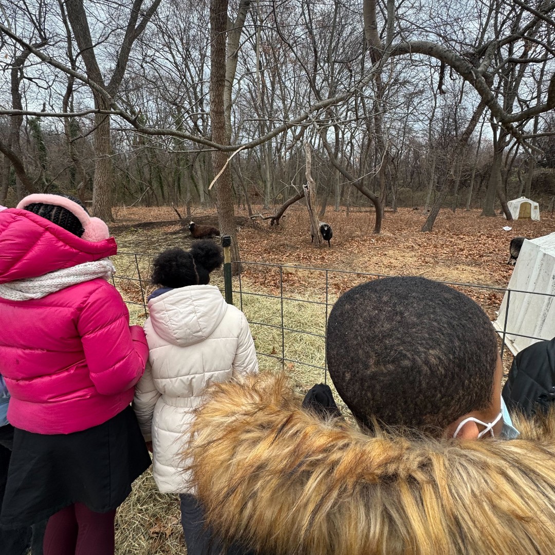 This morning our Bridge class got to visit Queens County Farm Museum and saw some pretty cool animals and took a ride on hayride! #harlemlink #bridgeclass #12to1