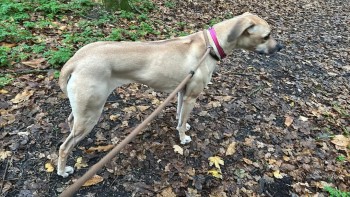 MissingPetsGB tweet picture