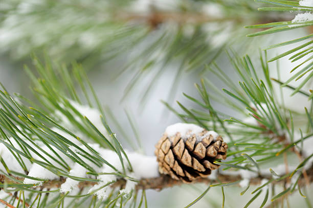 🌲 - 
𝐓𝐡𝐞 𝐩𝐢𝐧𝐞 𝐬𝐭𝐚𝐲𝐬 𝐠𝐫𝐞𝐞𝐧 𝐢𝐧 𝐰𝐢𝐧𝐭𝐞𝐫…