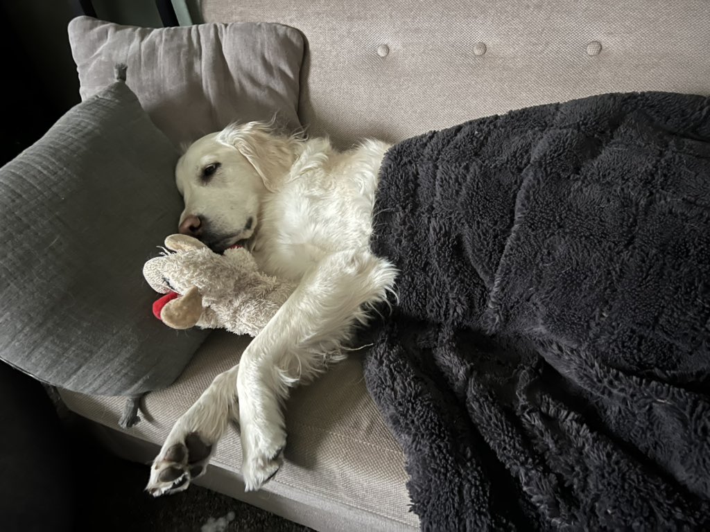 ramen_ghost's tweet photo. Blankie mode https://t.co/ujWblFrFxD