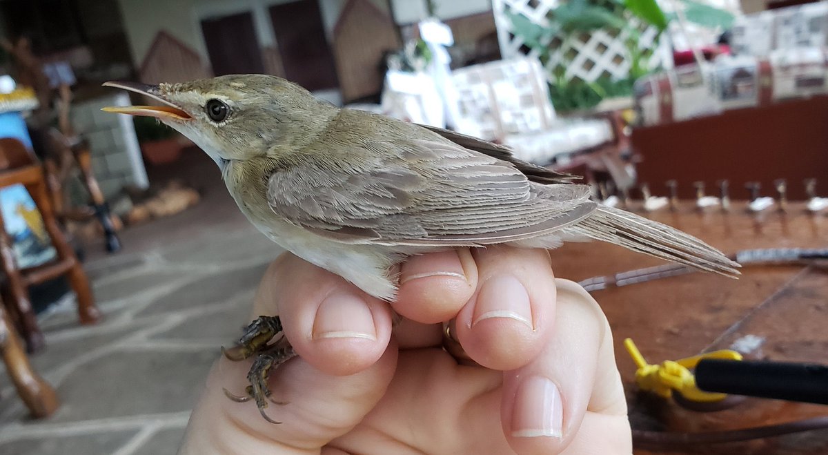 Sam Bayley tweet media