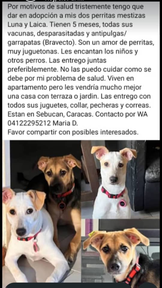 gracon27's tweet photo. #Caracas
#Sebucan
Preciosos perritos necesitan un hogar🐶🤍
Favor difundir🙏🏼
Gracias🫶🏼🇻🇪 https://t.co/jOpSvtTKfo
