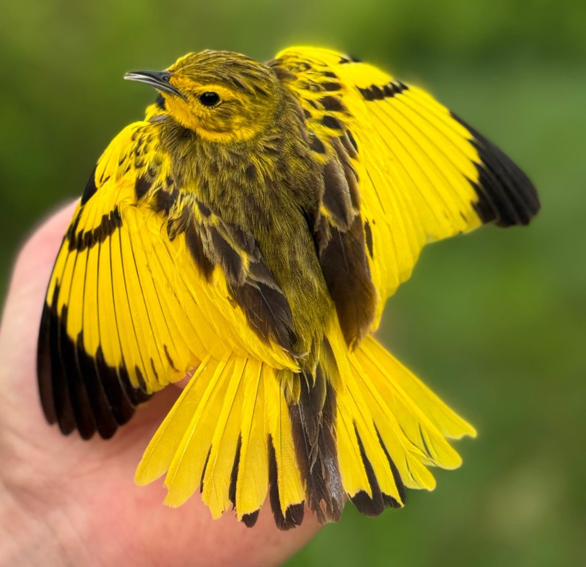 Sam Bayley tweet media