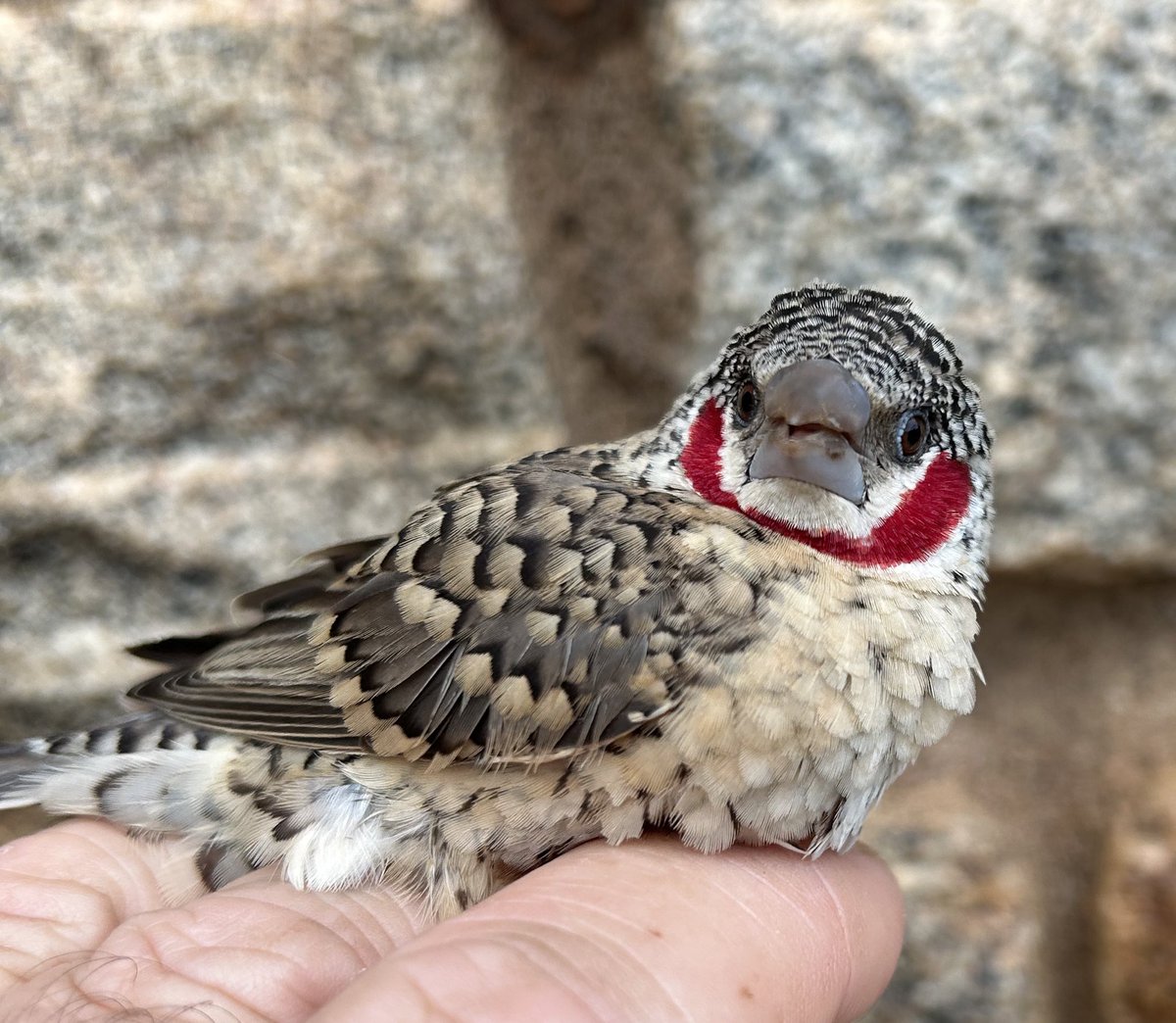 Sam Bayley tweet media