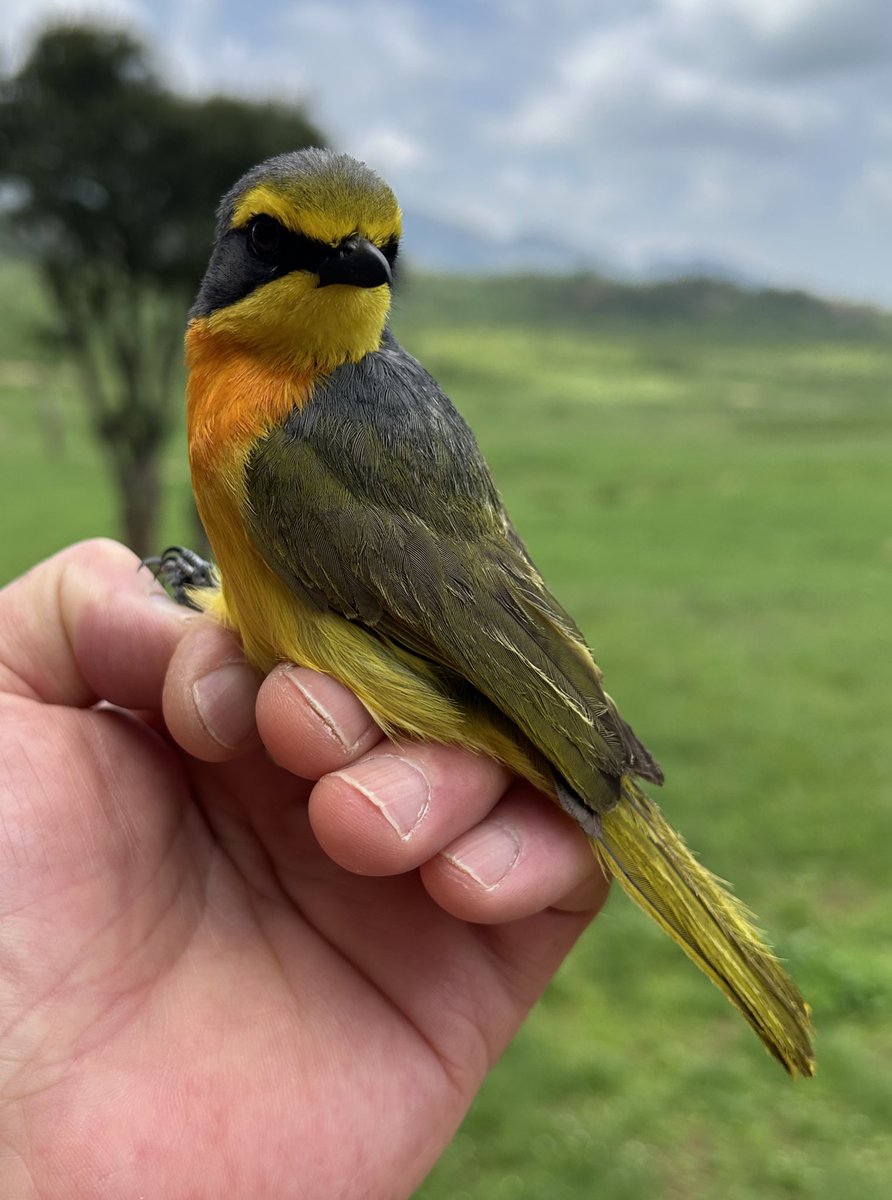 Sam Bayley tweet media