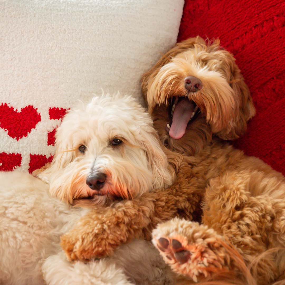 This year’s holiday theme: Love, laughter, and the fluffiest hugs. ♥️

📸 @milliethecitydood 🥰