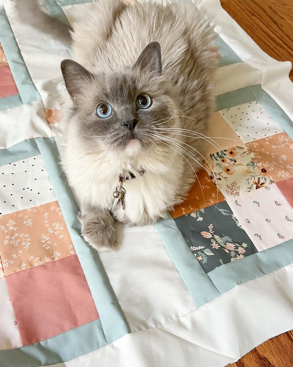 ArtGalleryFab's tweet photo. We can’t decide what’s more precious—Agnes’s adorable blue eyes 😻 or the dreamy Cottage Square quilt top she’s on! 

Grab Victoria's Cottage Square quilt pattern: https://t.co/vyoKm4qbLM

#ArtGalleryFabrics #NinePatchQuilt #QuiltingInspiration https://t.co/sdn1gIBR75
