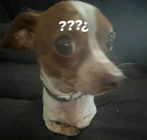 le dije a emma que le de porotos para gato al gato y le tiro una lata de garbanzos