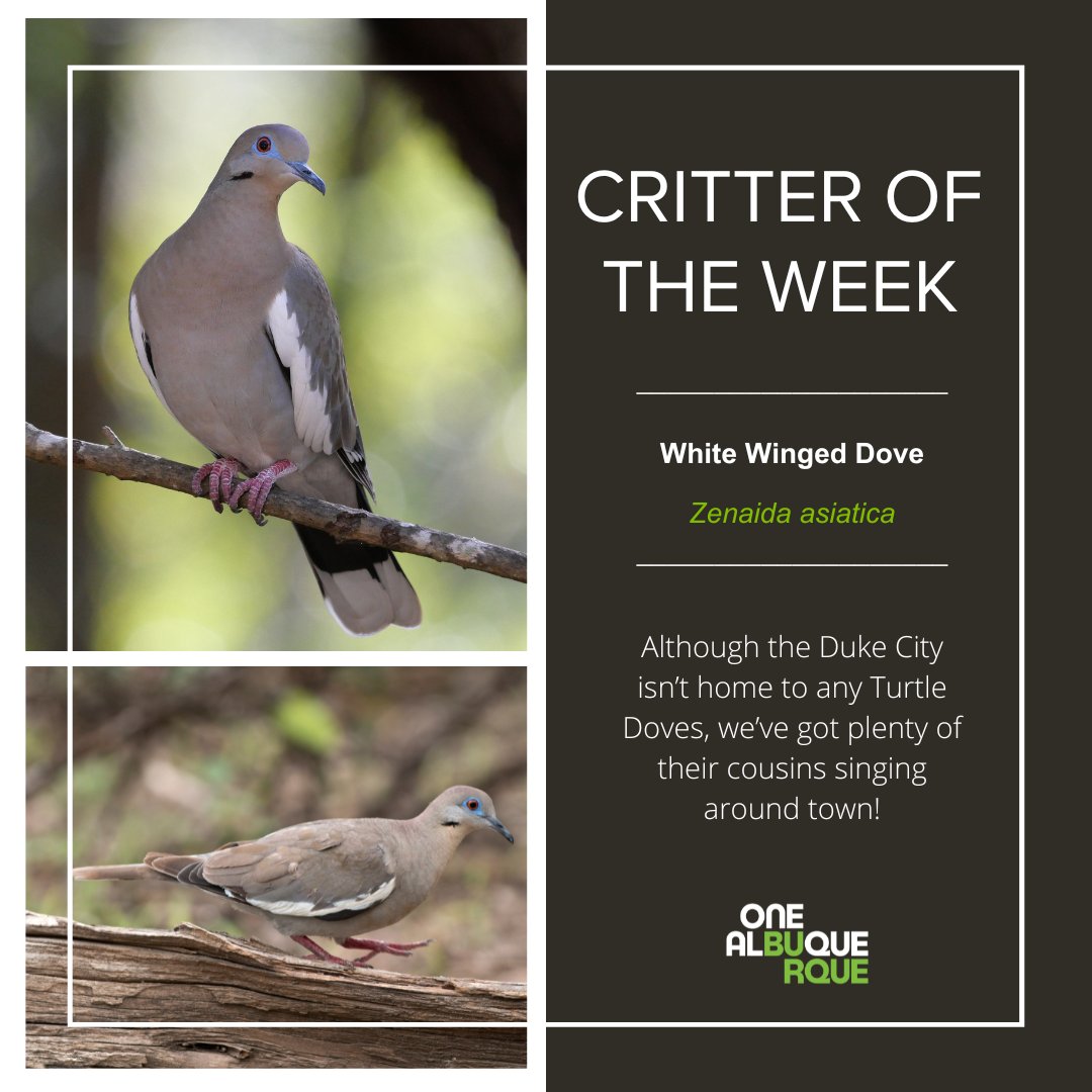 CABQEHD's tweet photo. Our #CritterOfTheWeek is the White-winged Dove!
This dove is closely related to Turtle Dove and resembles their threatened European cousins. The White-winged Dove is named for their distinctive bright white bottom edge along their wings, making them easy to spot all over ABQ. https://t.co/VuUeD45K4F