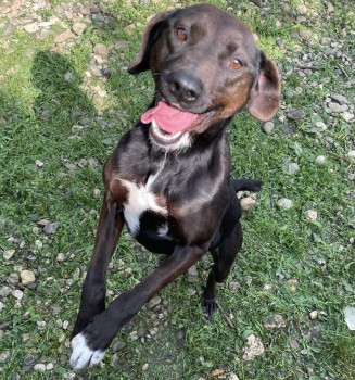 MissingPetsGB's tweet photo. π PEONY is a #missing rescue dog from Romania who only arrived in UK on 2 December 2024. She is a ward of Wags N Wet Noses Dog Rescue.
She jumped the fence & ran from the garden in Barlee Crescent, Cowley #Uxbridge
#UB8 on 3 December
DO NOT CHASE HER, SHE IS TERRIFIED. https://t.co/xLpFlotBDo