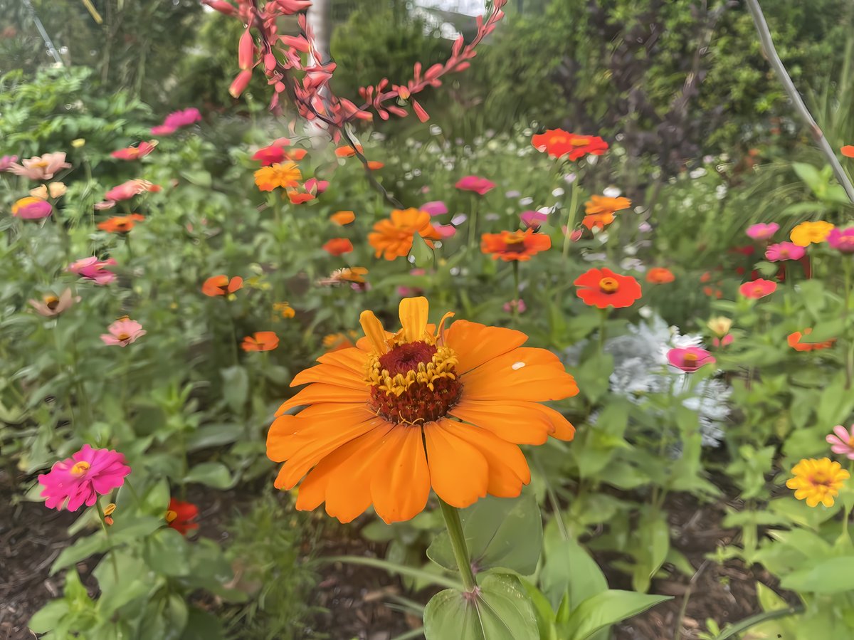 RichGarden50's tweet photo. Discover the magic of urban gardening with Rich Creative Garden Creative! Our #WildlifeWelcomeGarden is a vibrant oasis in Galveston County, supporting local wildlife with native plants. Join us in creating sustainable, colorful wildlife gardens! #UrbanGardening #WildlifeGarden https://t.co/zXZ2WwxftI
