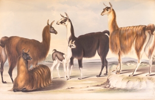 ZSLLibrary's tweet photo. Today is #Llamaday 🦙
Llamas in "Gleanings from the Menagerie and Aviary at Knowsley Hall. Vol. 2" (2nd colln) by Benjamin Waterhouse Hawkins, del &amp; lith. ; [London] : Hullmandel &amp; Walton, lithographers ; [London] : Printed by McLean, 70 St Martins Lane. Text by J.E. Gray, 1850. https://t.co/fLx8aUeShx
