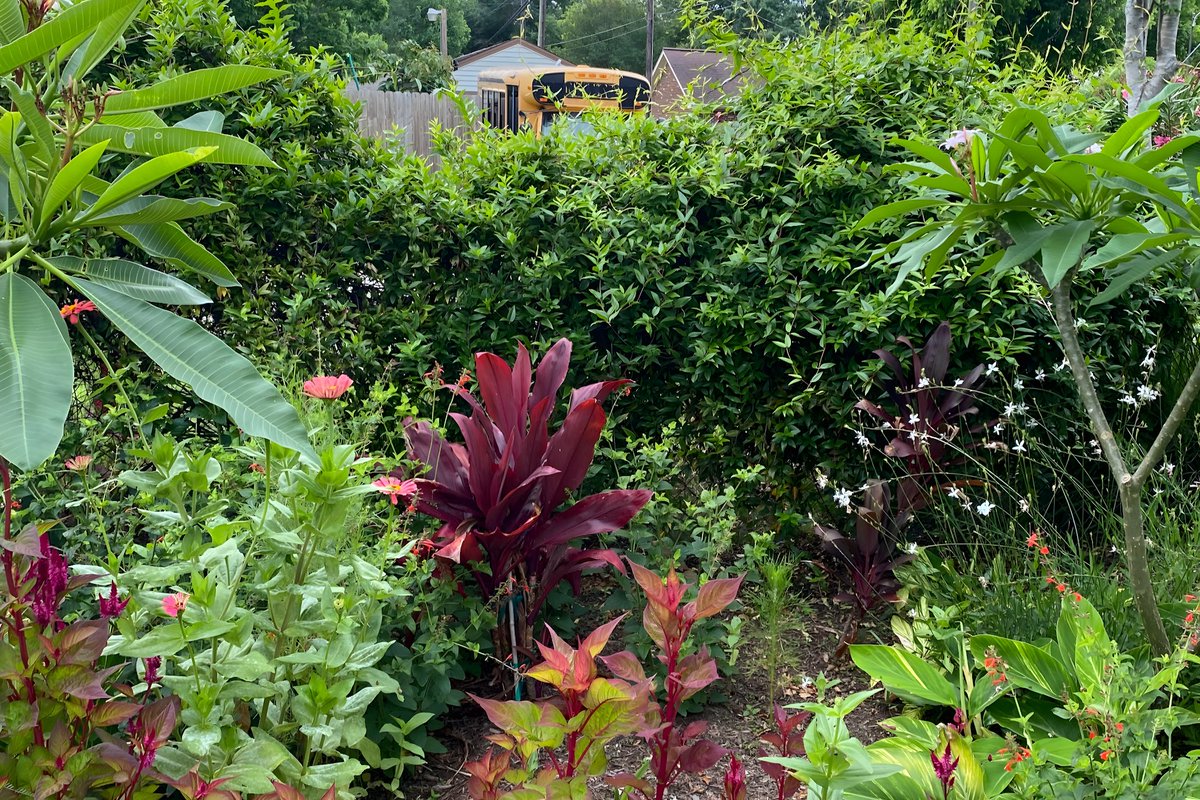 RichGarden50's tweet photo. Discover the magic of urban gardening with Rich Creative Garden Creative! Our #WildlifeWelcomeGarden is a vibrant oasis in Galveston County, supporting local wildlife with native plants. Join us in creating sustainable, colorful wildlife gardens! #UrbanGardening #WildlifeGarden https://t.co/zXZ2WwxftI