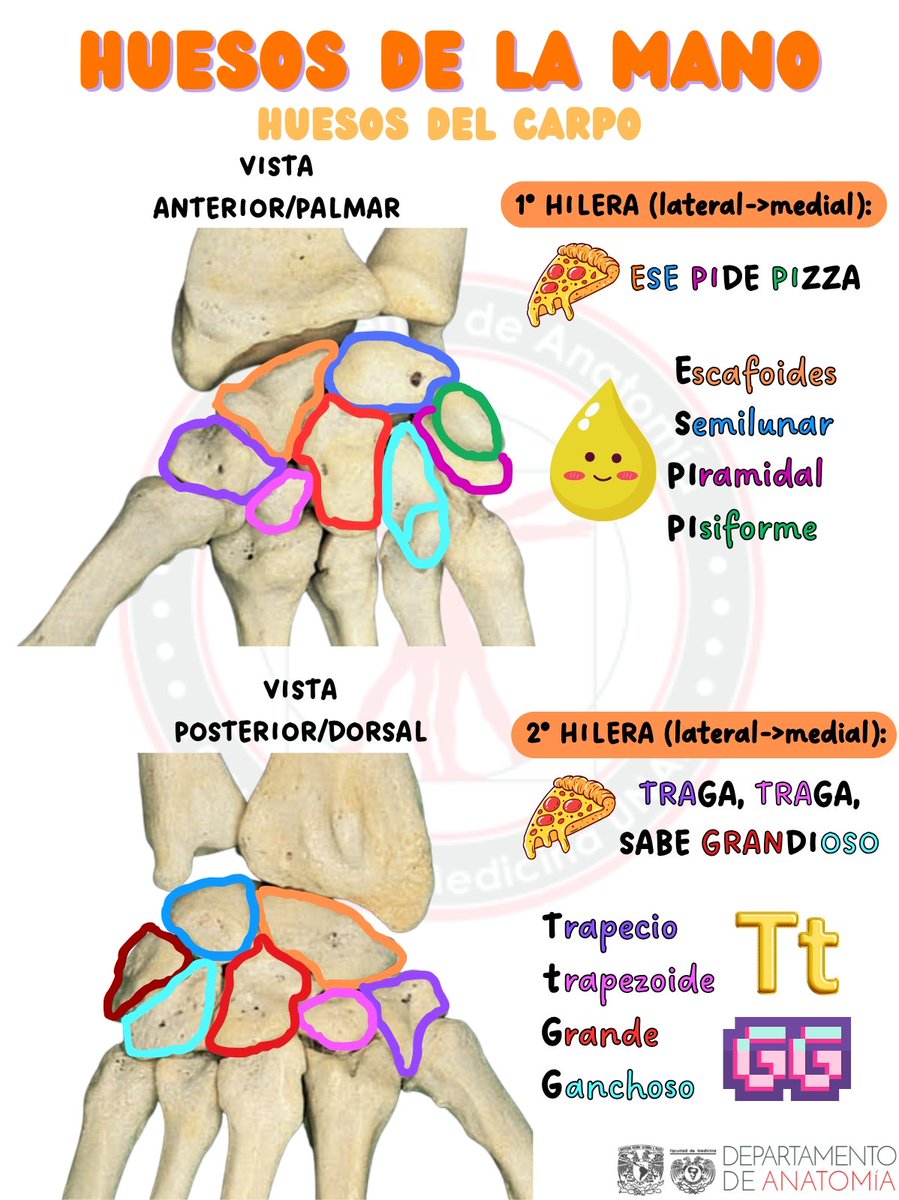 AnatomiaUnam's tweet photo. Huesos del carpo 👇🏻🤓
#AnatomiaUnam #facmed #carpo https://t.co/6ZMMHPCxta