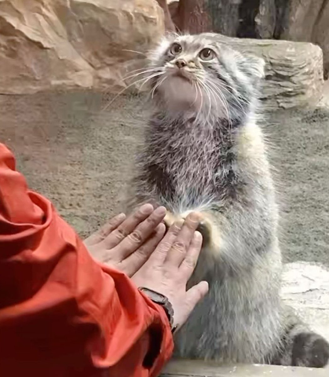 DailyManul's tweet image. 