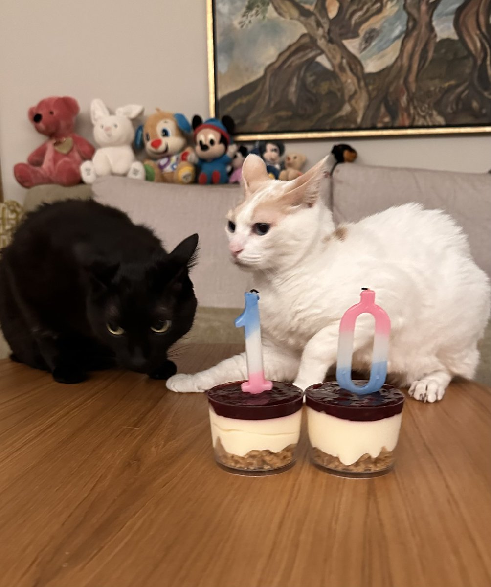 Chapy_cat's tweet photo. Happy birthday Chapy! 🎂🥳 Ten happy years with you! 😻 #CatsOfX #birthday https://t.co/nBnQHKMhRS