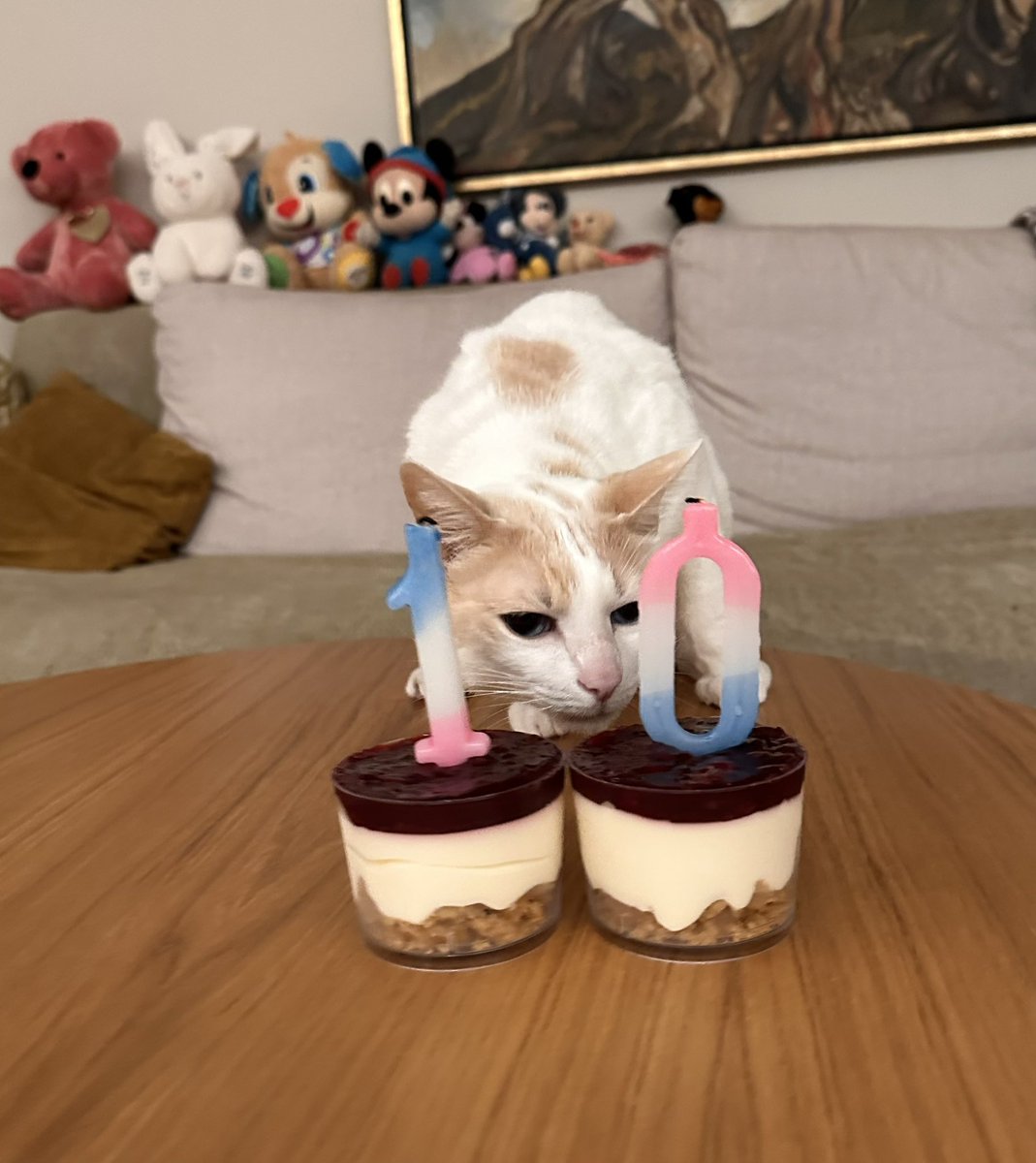 Chapy_cat's tweet photo. Happy birthday Chapy! 🎂🥳 Ten happy years with you! 😻 #CatsOfX #birthday https://t.co/nBnQHKMhRS