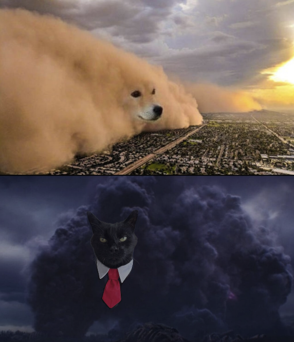 localghost_8080's tweet photo. @cryptolyxe You already heard about the doge, but have you heard of @PepitoTheCat ?
@PepitoSolana #PepitoMeme https://t.co/gBg7uFhGhn