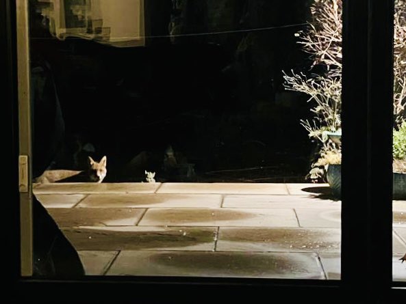 Amanda Harper tweet media