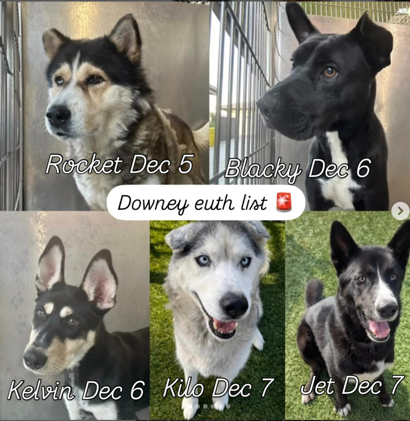 mapleveewesem's tweet photo. 🆘💔🆘There are 8 dogs currently on the Downey #California euth list.😱 ROCKET #A5659969 has an individual post here. Click on his ID # to find it. More info on the other 4 pups on this poster in the thread. 
All are adoptable with reduced adoption fees🙏 https://t.co/PW4oKqBAQh