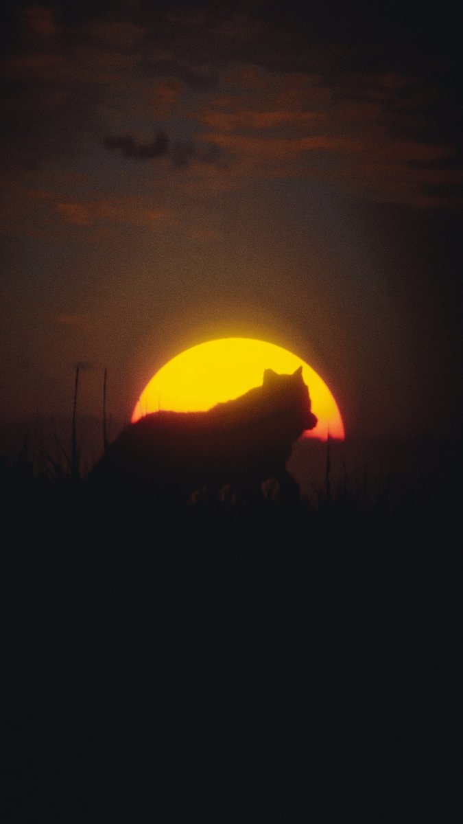 "Creeping"
#RedDeadRedemption2 #AnimalMonday