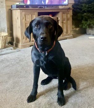 VetsGetScanning's tweet photo. CORA #StillMissing
Female #Labrador Retriever Black (Age: Adult)
#Missing from #Todmorden, Upper Calder Valley in #Calderdale #WestYorkshire #OL14 on Monday, 11th November 2024
Please keep sharing and keep eyes open π Our house feels empty - no big brown eyes watching me carve roast and waiting for bits, no one bounding out to meet us after work/school, just her empty bed with her pictures that Liv drew for her months ago π
Cora wandered off from home as she usually does in the fields, she always comes back due to her excellent recall. On 11/11/24 she didnβt return. There have been no confirmed sightings. There is a reward for her safe return. #FindCora
If you or a friend found Cora you are legally bound to report her to the local animal warden. You could still take her to a vets to have her microchip registration checked to reunite her with her family.
@DogLost_UK CORAβS link: https://t.co/vc0KqOeJEi
If you have any information you can email admin@doglost.co.uk
Ref: 195444
#LostDog #TheftByFinding #MakeChipsCount #FernsLaw #ScanMe