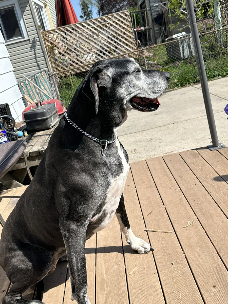 OneMorePitcher's tweet image. Had to put my Dane down today. She was a good girl.