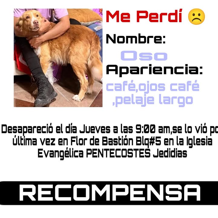 AlertaMePerdi's tweet photo. #PERDIDO #GUAYAQUIL
Nombre: #OSO
Fecha: 05/12/24
Sector: Norte, Flor de Bastión Blq. 5, Mz. 729
Sexo: Macho
Raza: Mestizo 
Obsv.: Manchas blancas en el pecho, nariz, patas y rabo 
Contacto: 0969495589
SE OFRECE RECOMPENSA
¡Ayúdalo a volver con su familia!
#AlertaMePerdí https://t.co/L68RdTOWUf