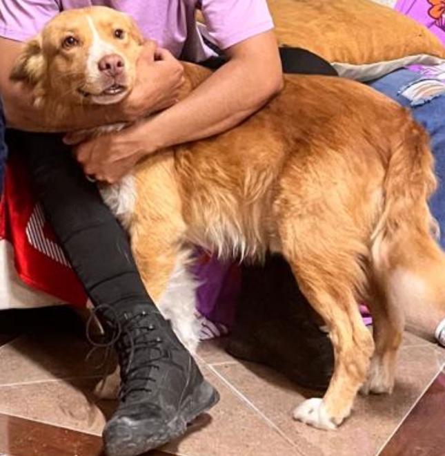 AlertaMePerdi's tweet photo. #PERDIDO #GUAYAQUIL
Nombre: #OSO
Fecha: 05/12/24
Sector: Norte, Flor de Bastión Blq. 5, Mz. 729
Sexo: Macho
Raza: Mestizo 
Obsv.: Manchas blancas en el pecho, nariz, patas y rabo 
Contacto: 0969495589
SE OFRECE RECOMPENSA
¡Ayúdalo a volver con su familia!
#AlertaMePerdí https://t.co/L68RdTOWUf