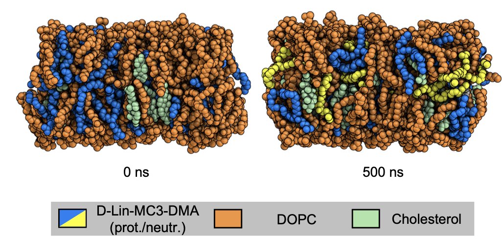 biomemphys's tweet photo. 🚨 Preprint Alert! 🚨 Check out our new book chapter on Constant-pH MD Simulations of Lipids! Learn how to use CpHMD simulations to study pH-dependent behavior of aminolipids in LNPs. 💊🧬
#membranes #LNP @MTrollmann @UniFAU 
https://t.co/ejvIUvsfNV https://t.co/AZcrDFnWlL