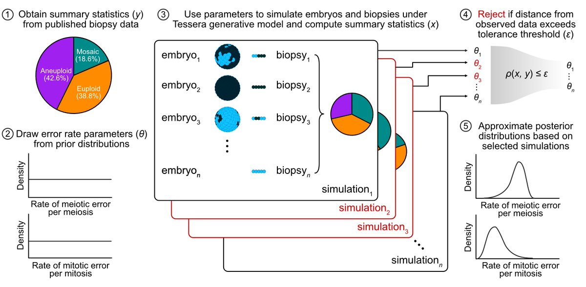 rajivmccoy's tweet image. Aneuploidy is the leading cause of pregnancy loss. In our study (biorxiv.org/content/10.110…) led by undergrad Angela Yang, we used a simulation framework to infer rates of meiotic (39-43%) and mitotic errors (1-3% per division) that best explain data from human IVF embryo biopsies.